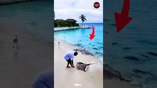 How Dangerous Is A Stingray?  You Didn’t Know about Stingrays #shotrs PART-1