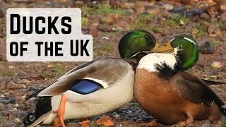 WHATS THE QUACK? the Common ducks of the UK