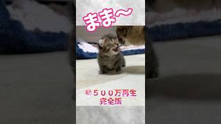 ママを見ると露骨にテンションが爆上がる子猫の末路w完全版