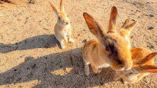 The Only RABBIT ISLAND in the World  with 1,000 Cute Wild Bunnies in Japan