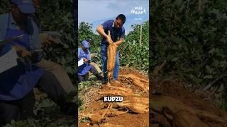 Kudzu: From Invasive to Edible