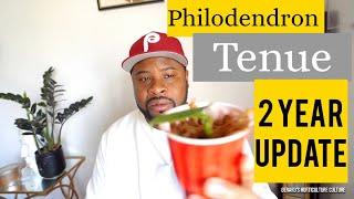 Philodendron Tenue 2 year update