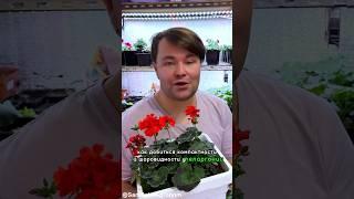 А СТРИЖКА ЕЙ ТОЛЬКО К ЛИЦУ. #полезныесоветы #садиогород #дача #сад #огород #огороднаподоконнике