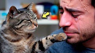 What the cat did before he died made his owner cry! Tears cannot be put back