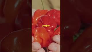 Don't Challenge This Pepper !