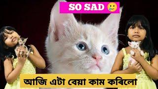 Cat funny video  kitty and kitten ‍⬛ Atifa Islam