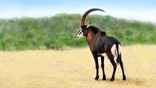SABLE ANTELOPES FIGHTING (English, 4K) in Kruger National Park.