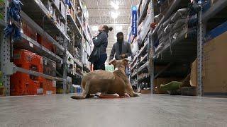 Training my Pitbull at Home Depot and Lowe’s !