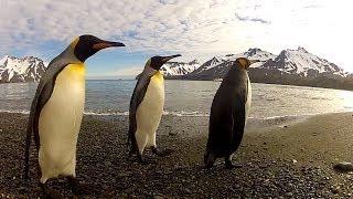 GoPro: Penguin Dance-Off