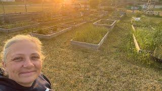 We are FINALLY Getting Some Growth | Community Garden Tour #garden #homestead #community