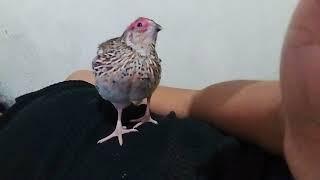 my baby pink quail has grown and so aggressive making odd sound