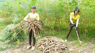 Use 3-wheeled Vehicle Harvesting Cassava Roots Goes To Sell To Villagers - Farm Life