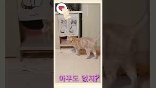 오줌 마려운 망고