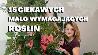 15 mało wymagających, CIEKAWYCH i łatwych w uprawie ROŚLIN DOMOWYCH! Rośliny dla początkujących