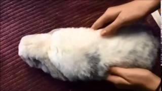 Rabbit Gut Massage for Homecare