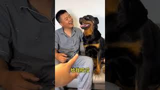 这狗现在啥都懂…… #拉登与阿亮的日常生活