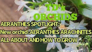 ORCHID SPOTLIGHT: AERANTHES ORCHIDS HOW TO GROW  I  MY COLLECTION