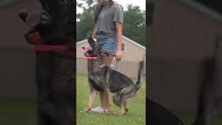 Azula Working at 11 months #gsd #germanshepherd #puppy #schutzhund #dogtraining #igp #texas #mal