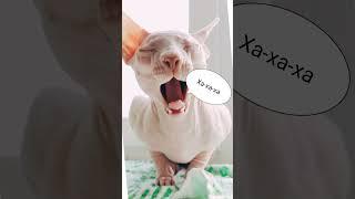 Малыш Тимон вырос... #enister96 #cat #sphinxcat #funnycats #сфинкс #юмор