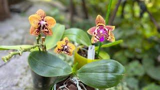 Мои яркие ! Phal. Joy Spring Tina Anaconda& Zheng Min Anaconda 'Chienlung #01 & Zheng Min Anaconda