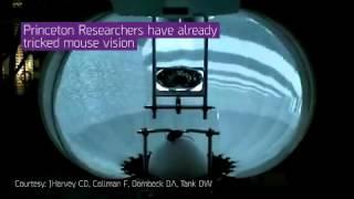 Virtual Reality For Mice To Aid Neural Research-BBC