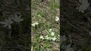 Никогда не видела столько подснежников / I’ve never seen so many snowdrops