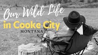 Our Wildlife in Cooke City Montana