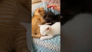 Fluffy Dreams & Tiny Paws 