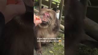 Monkey XingXing laugh! #cuteanimal #babymonkey #monkeysr #cutemonkey #cute #shorts #animals #monkey