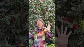 Приглашаю на Чайный ретрит! Ладога Йога Кемп с 20 по 22 июня'25 подробности t.me/lavitatea