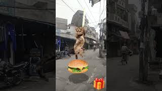 billi boli myau  #song #hindi #bollywood #funny #cat #billibolimyau