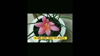 Rain lilies Blooming #rainlilies #pinkflowers #pinkrainlilies #plantsforbeginners balconygardening