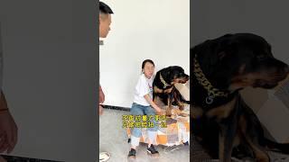 这狗咋和平常不一样了呢 #罗威纳 #罗威纳护卫犬 #一坨 #rottweiler #pets #萌宠 #老友狗狗 #向威和一坨 #funny #搞笑 #狗狗 #dog