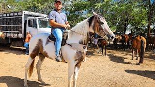 FEIRA DE CAVALO DE CARUARU PE, INÚMEROS CAVALOS HOJE, TERÇA FEIRA, 12/11/24 #nordeste