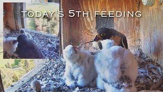 #138Falcon Nest ／Box Camera - FalconCam Project LIVE