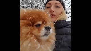 Шпиц в снегу