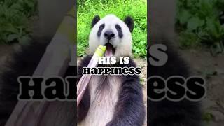 cute animals #12 : Pandae #funnyanimal   #funnypanda