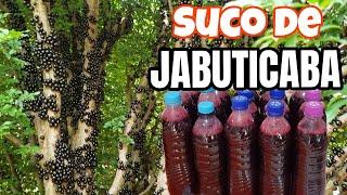 Colhi muita JABUTICABA e Fiz SUCO Para o Ano Inteiro | JULIANE BECKER