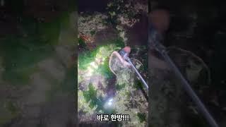 경남권 낙지 해루질영상 (20230717)