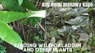 Finding wild Caladium and other plants