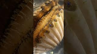 Scallops + Shellfish with Morgan Hawkins: FSU Coastal Marine Lab