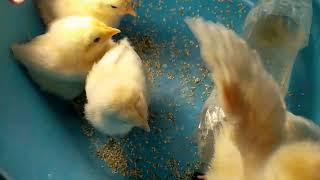 8 days chicks|Baby Chicken  Chirping #shorts@Shiera Vlog