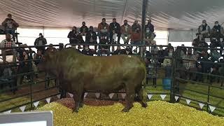 Bonsmara Bull sold on auction for R1 500 000.00 in South Africa