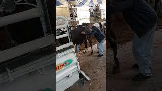 لحظت طلوع العجل البلدي@YouTube @amirShaldm