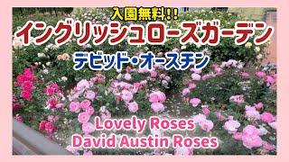 入園料無料！デビッドオースチンのバラが満開のイングリッシュローズガーデンをご紹介【David Austin Roses】【Lovely  Roses】【ベルファーム】