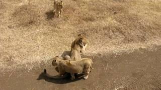 Lion Cub Gets Closer to Mom--Ngorongoro Crater