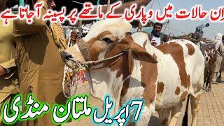 Multan Cow Mandi Fresh Latest Update Video | Cholistani Ablak Nukre Sahiwal Bachre | Cow Mandi 2024