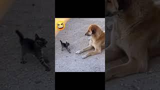 Funny animal behavior cute pet lovers #humor #funnyvideos #youtubeshorts #youtubevideo #comedyvideo