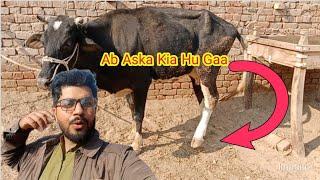 Hamari Cow ki tang toot gai Punjabi Shok vlogs