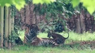 Tiger cub plays with father Fabi